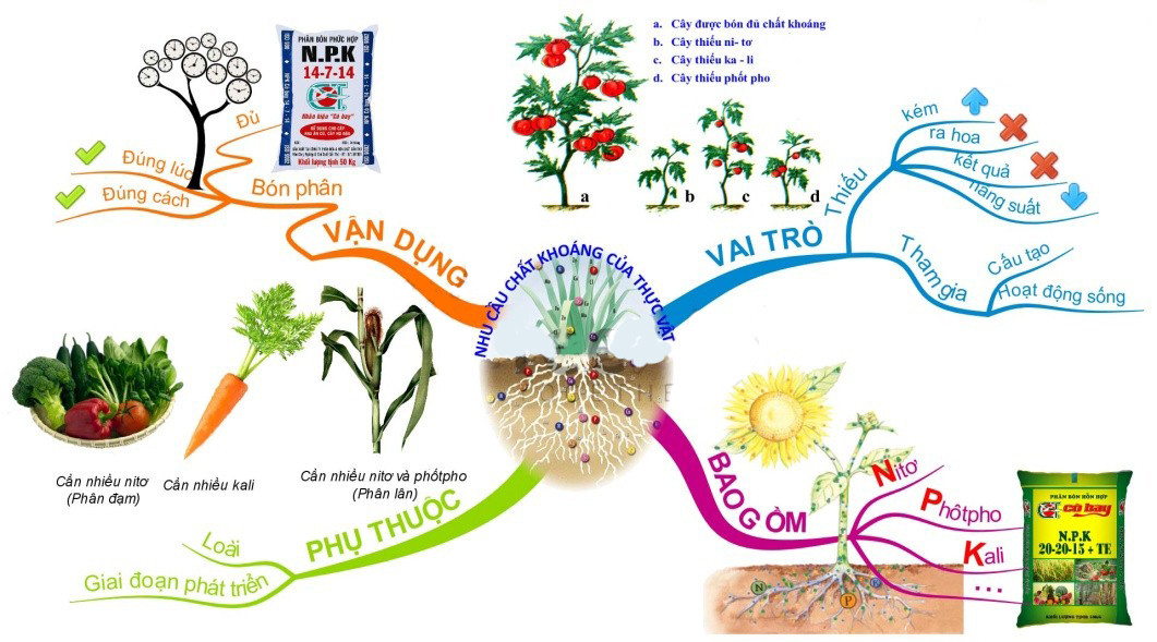 Hạn chế sử dụng phân bón hóa học để bảo vệ môi trường đất