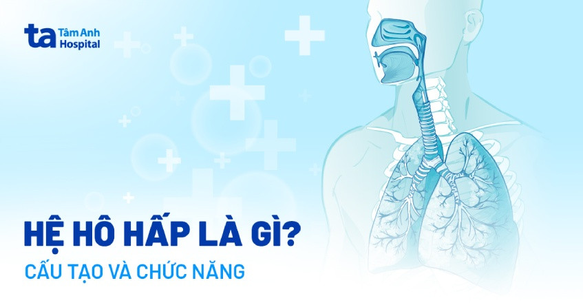 Cơ chế hô hấp ở người