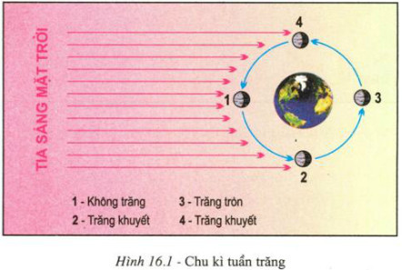 Triều cường xảy ra khi Mặt Trăng, Mặt Trời và Trái Đất thẳng hàng, lực hấp dẫn kết hợp tạo ra thủy triều cao nhất và thấp nhất, thường vào trăng tròn và trăng non.