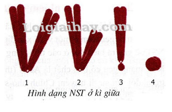 Hình thái NST ở kì giữa