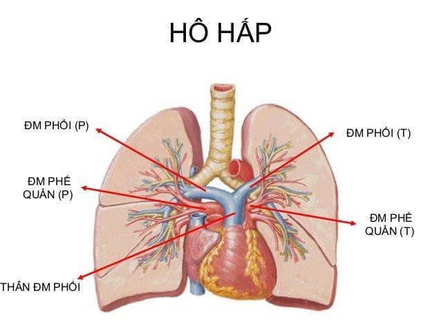 Phổi là trung tâm trao đổi khí trong hệ hô hấp