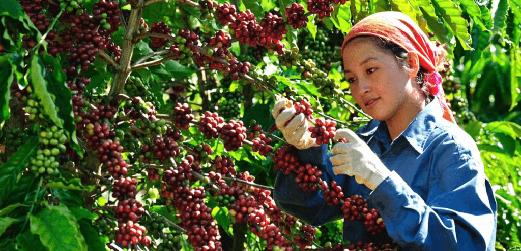 Thách thức biến đổi khí hậu trong sản xuất cà phê tại Việt Nam