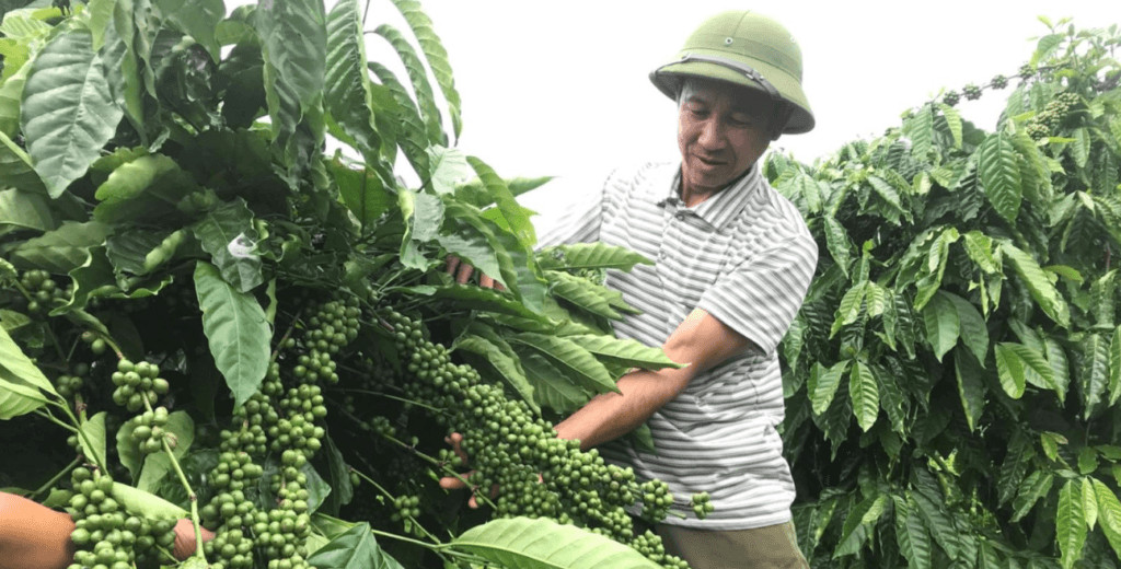 Sản xuất cà phê cần ứng dụng công nghệ hiện đại
