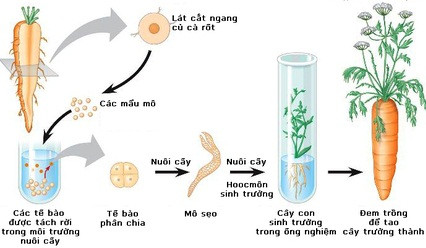 Ứng dụng của nguyên phân trong nuôi cấy mô, thể hiện quá trình tạo ra các mô và cơ quan nhân tạo từ tế bào gốc.