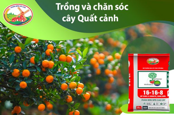 Cây quất (tắc) trĩu quả tượng trưng cho sự sung túc và thịnh vượng