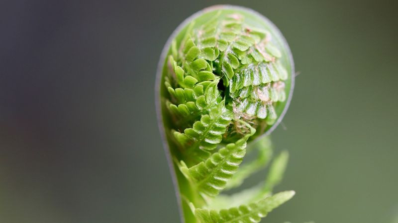 Lá cây dương xỉ non