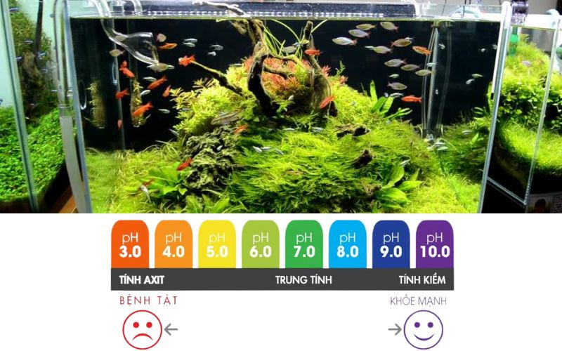 Môi trường pH trong hồ cá
