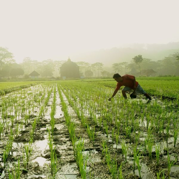 Người nông dân trồng lúa miệt mài trên đồng ruộng, thể hiện sự trân trọng thành quả lao động và lòng biết ơn đối với thiên nhiên