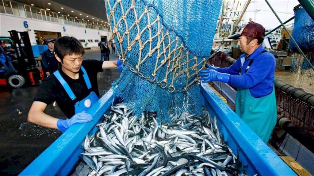 Ngư trường Nhật Bản nổi tiếng với sự trù phú và đa dạng sinh vật biển