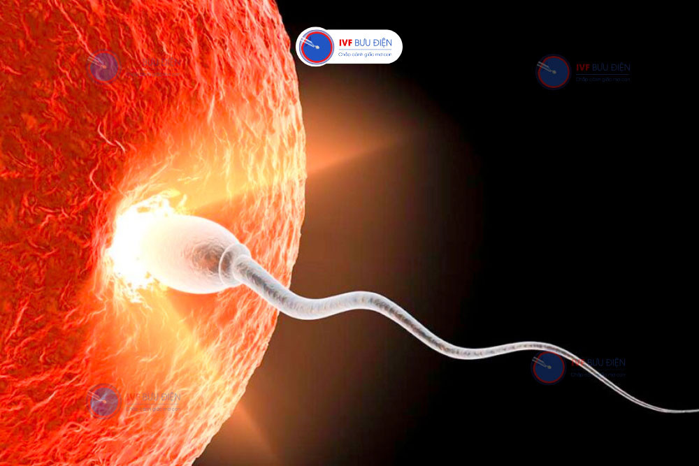 Minh họa quá trình thụ tinh của noãn và tinh trùng