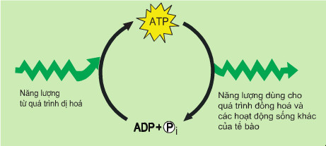 Quá trình tổng hợp ATP từ ADP và phân giải ATP để giải phóng năng lượng là một chu trình liên tục trong tế bào.