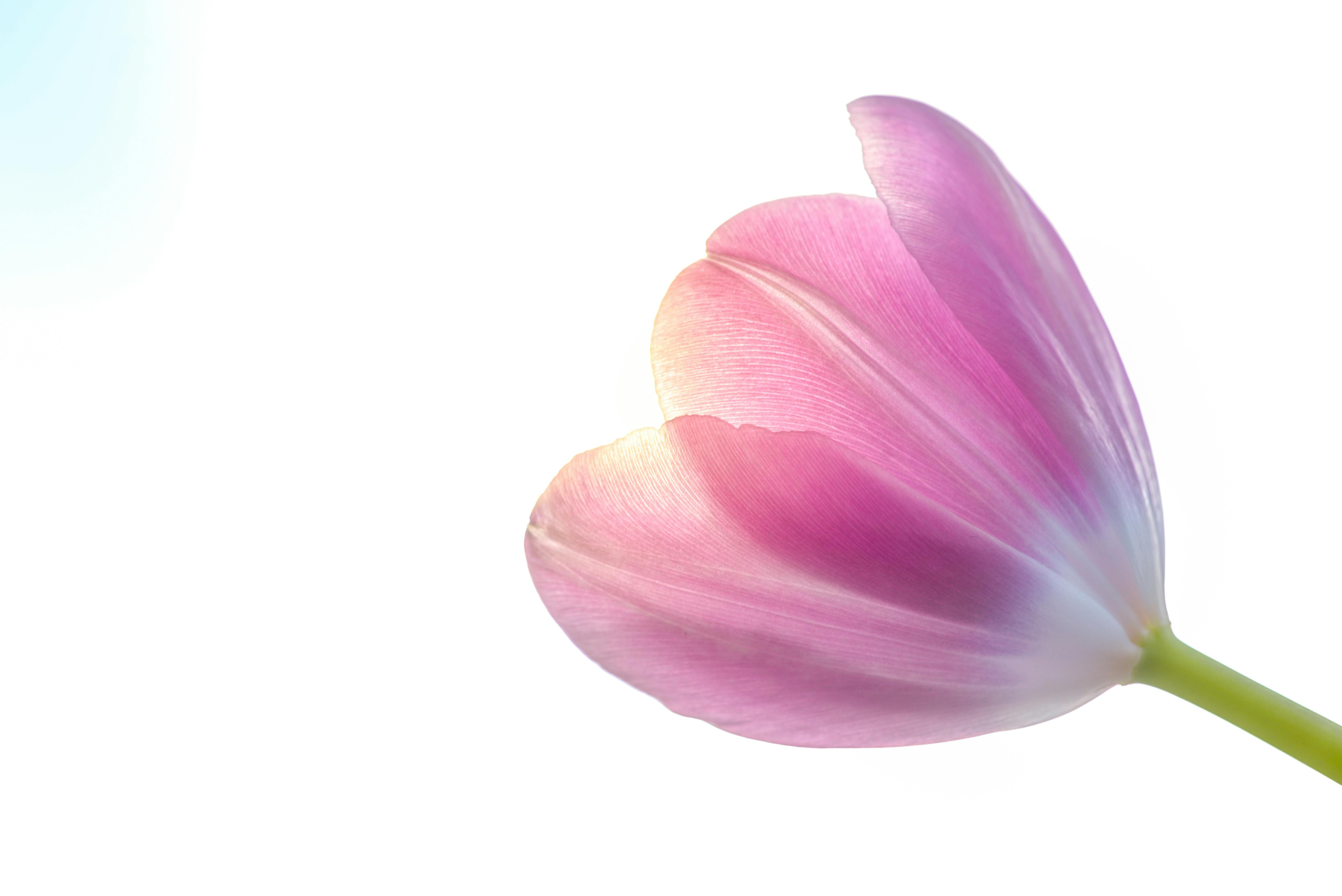 Một bông hoa tulip rực rỡ khoe sắc dưới ánh nắng mặt trời, tượng trưng cho sự tươi mới và khởi đầu mới