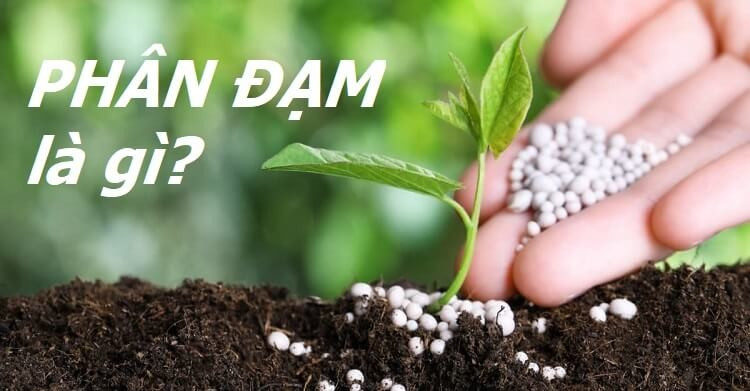 Cây trồng phát triển nhờ phân đạm