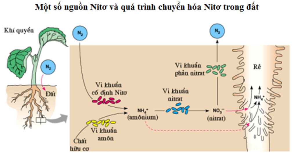 Cây trồng phát triển khỏe mạnh nhờ nitơ