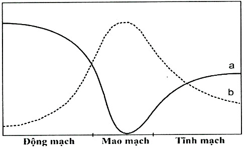 Vòng tuần hoàn phổi giúp trao đổi khí hiệu quả, cung cấp oxy cho cơ thể