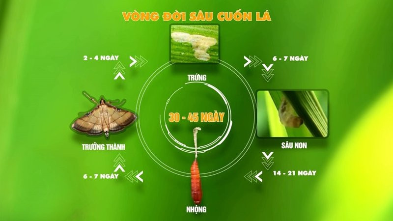 Ruộng lúa trên đất phù sa xanh tốt