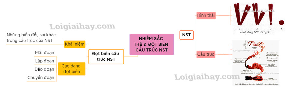 Sơ đồ tóm tắt lý thuyết về đột biến cấu trúc NST