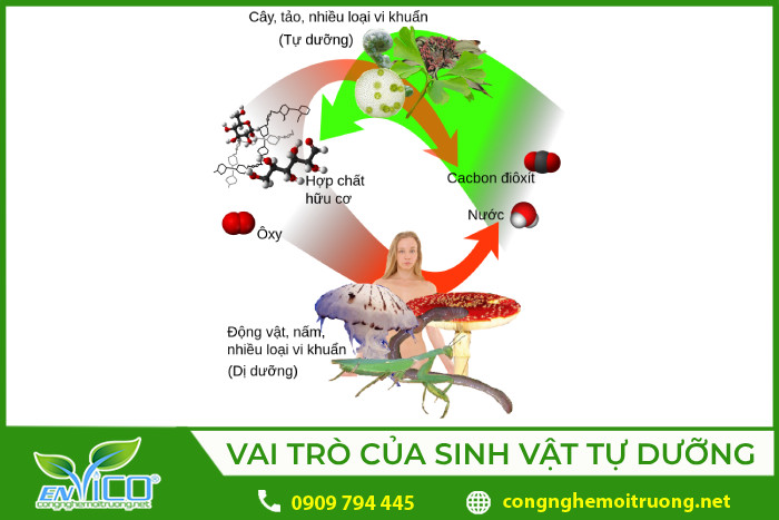Cây xanh hấp thụ CO2 và thải ra O2