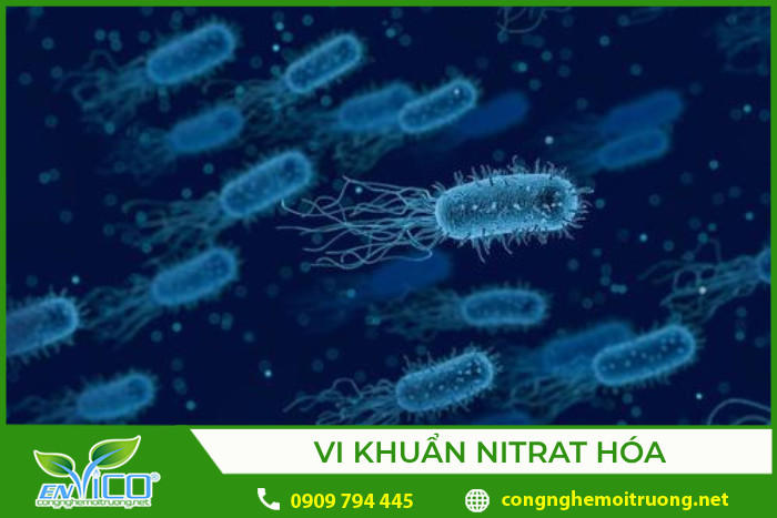 Hạn hán ảnh hưởng đến sự sinh trưởng của cây cối