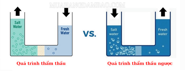 Hình ảnh minh họa quá trình thẩm thấu