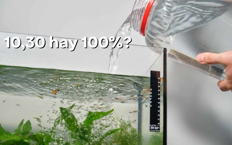 Thay nước cho bể cá