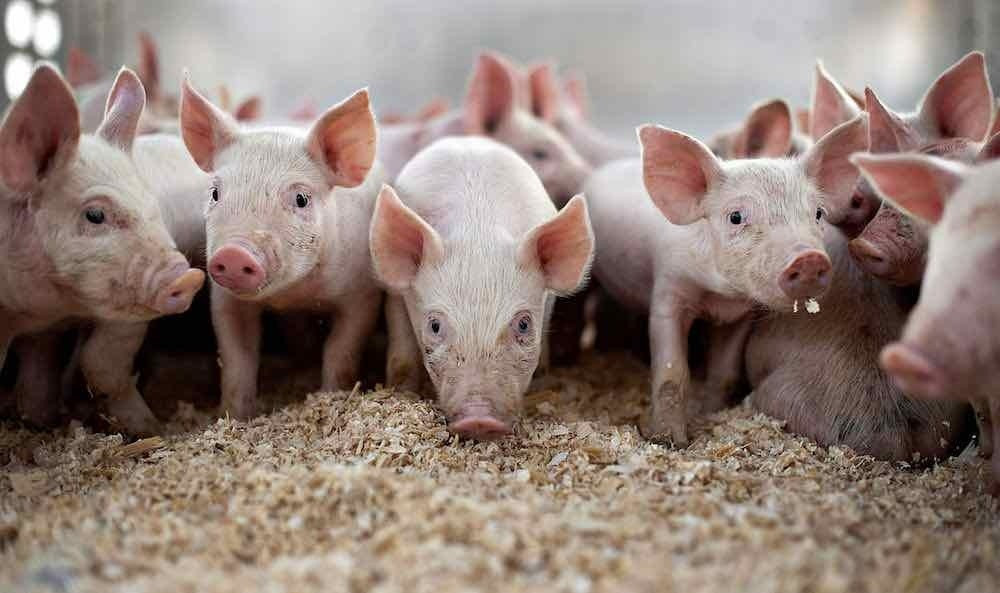 Thức ăn chứa vi sinh vật giúp gia súc tăng trưởng nhanh, khỏe mạnh và tiết kiệm chi phí
