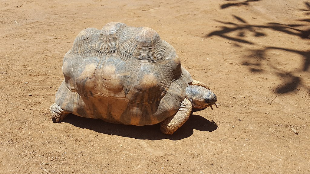 Một con rùa Angonoka (Astrochelys yniphora) đang được bảo tồn tại Antananarivo.