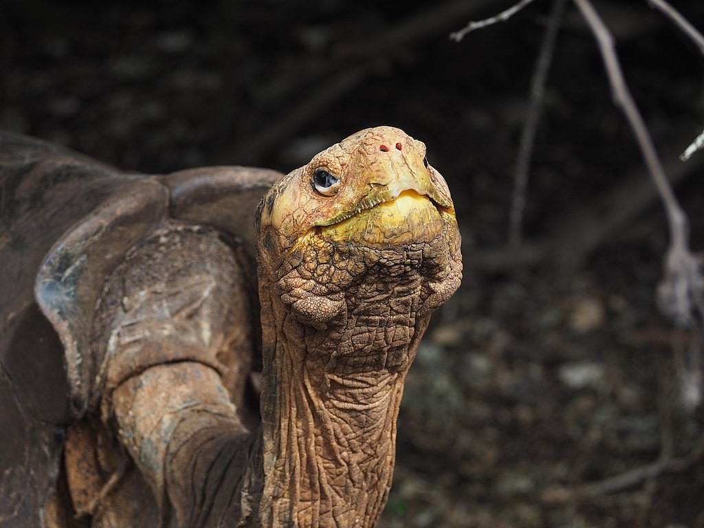 Diego, một con rùa khổng lồ (Chelonoidis hoodensis) tại Trạm Nghiên cứu Charles Darwin ở Santa Cruz, Galapagos.