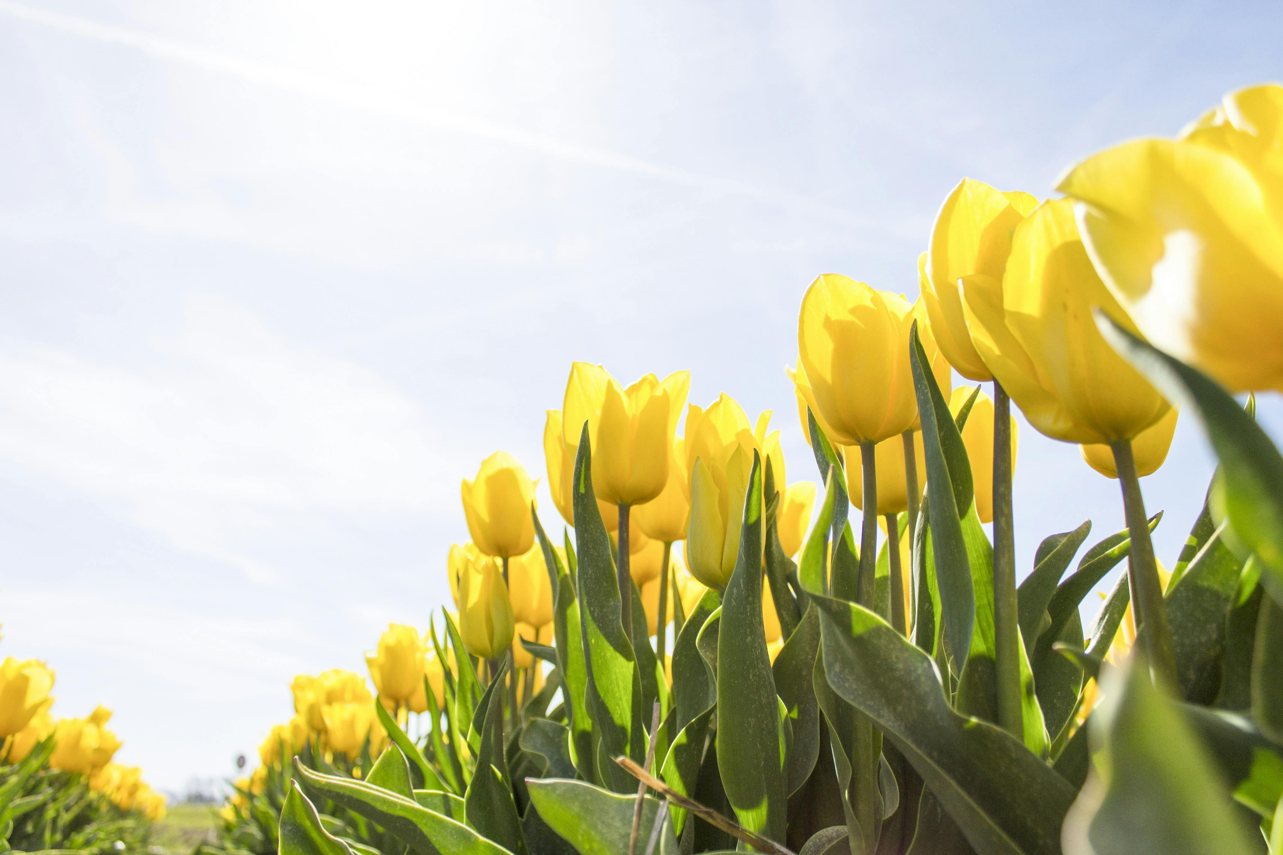 Những bông hoa tulip vàng rực rỡ tượng trưng cho niềm vui và sự lạc quan