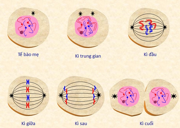 Minh họa các giai đoạn của nguyên phân: kỳ đầu, kỳ giữa, kỳ sau và kỳ cuối, thể hiện sự co xoắn, tập trung và phân chia của nhiễm sắc thể.