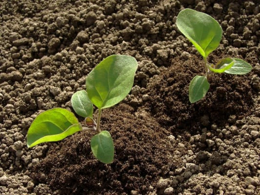 Giá trị của đất đối với sự sống