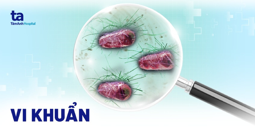 Hình ảnh minh họa vi khuẩn dưới kính hiển vi điện tử với chú thích các thành phần cơ bản