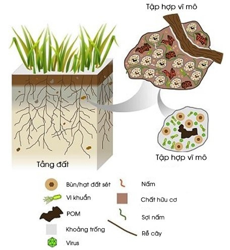 Vi sinh vật có trong đất giúp tăng độ màu mỡ cho đất