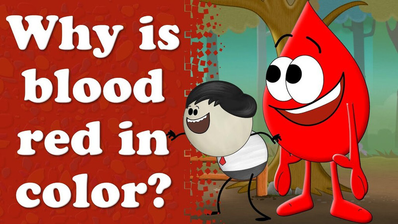 Hồng cầu chứa hemoglobin, yếu tố chính tạo nên màu đỏ của máu