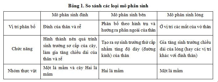 Mô phân sinh đỉnh thân và rễ
