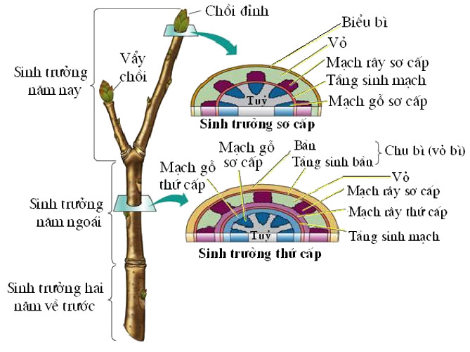 Các loại mô phân sinh ở thực vật