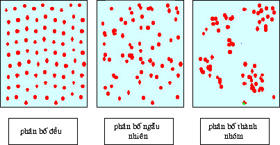 Các yếu tố ảnh hưởng đến tuổi sinh lí.