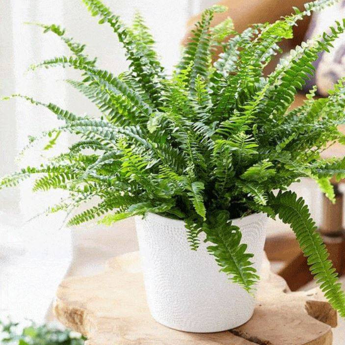 Cây dương xỉ mang vẻ đẹp tự nhiên và thư giãn