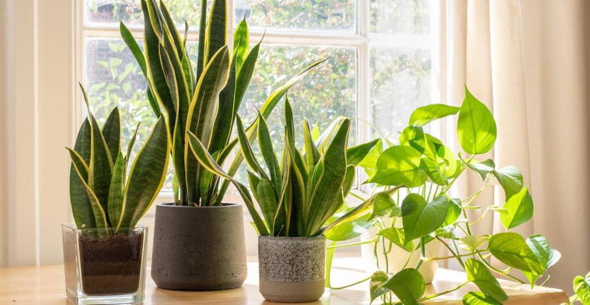 Cây kim tiền mang lại tài lộc và may mắn