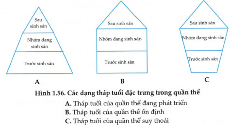 So sánh tuổi sinh lí, tuổi sinh thái và tuổi quần thể.