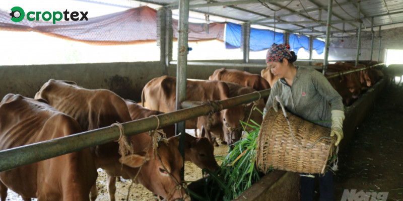 Cơ hội phát triển ngành chăn nuôi ở nước ta thể hiện qua hình ảnh trang trại chăn nuôi công nghệ cao, sản xuất sản phẩm sạch và an toàn.