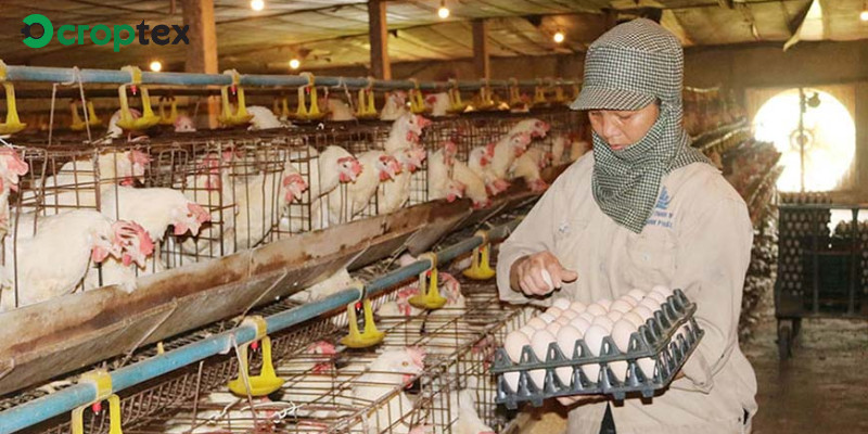 Giải pháp và định hướng phát triển ngành chăn nuôi ở nước ta với các chuyên gia hướng dẫn kỹ thuật chăn nuôi hiện đại cho người dân.