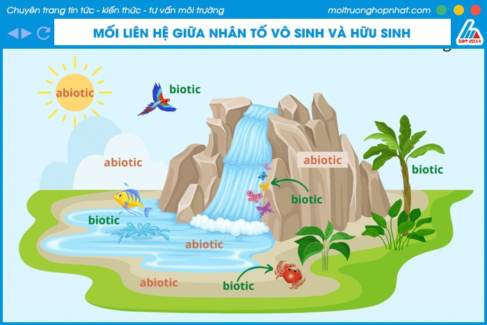 Mối quan hệ giữa các nhân tố hữu sinh