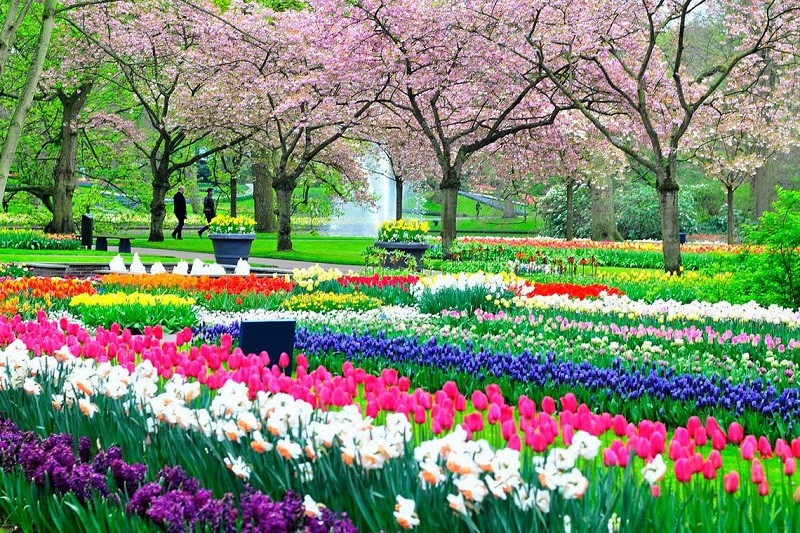 Mùa xuân tại Hà Lan ngập tràn sắc hoa tulip, tạo nên khung cảnh tuyệt đẹp và thu hút du khách