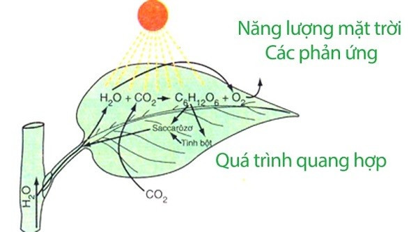 Quá trình quang hợp của cây xanh cũng là một phản ứng oxi hóa - khử