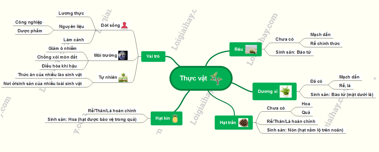 Ảnh sơ đồ tư duy vai trò của thực vật KHTN 6 minh họa các vai trò khác nhau của thực vật trong đời sống và tự nhiên