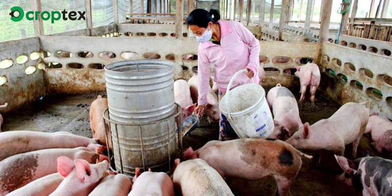 Thách thức của ngành chăn nuôi nước ta hiện nay thể hiện qua hình ảnh dịch bệnh trên đàn lợn, gây thiệt hại kinh tế lớn.