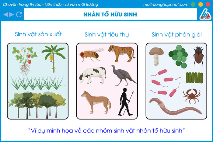 Các nhóm nhân tố sinh thái hữu sinh